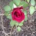 Amanda Perryman - Facebook