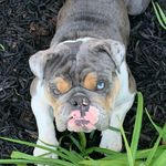 Amanda Pettit Bettencourt - @murraythehutt - Instagram