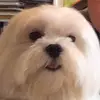 Amanda poon - @poonsterthegoat - TikTok