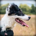 amanda seaborn, Paw Prints Press - @paw.prints.press - Instagram