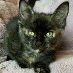 Animal lover_33 - @amanda.prevatt.3 - Instagram