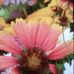Amanda Pribble - Facebook