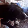 amanda prinea - @amandaprinearocco - TikTok