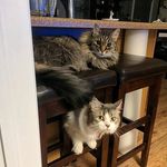 Amanda (Proud human for Sif & Midge) - @healthily_obsessed_with_cats - Instagram