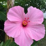 AMANDA PROWSE - @manaloa11 - Instagram