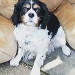 Amanda Purdy - @mollymoo1066 - Instagram