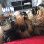 Amanda Purdy - @sindelar_aka_purdy - Instagram