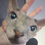 Amanda Quintero - @archaeopteryx_rex31 - Instagram