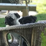 🐾🐾 - @amanda_ralph_dave_and_lola - Instagram
