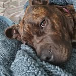 Amanda Ramey - @princess_delilah_luna - Instagram