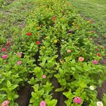 Amanda Redmond - @ruralstemsyoupickflowers - Instagram