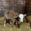 Amanda Reimer - @amanda.reimer - TikTok