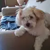 Amanda Reimer - @amanda.reimer4 - TikTok
