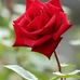 Amanda Risner - Facebook