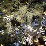Amanda Reno - @cathleen192003 - Instagram