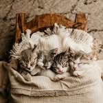 Amanda Richardson - @thekindlecollective - Instagram