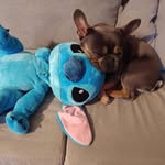 Amanda Rousselle Yague - @frizzpoulette - Instagram