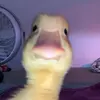 AMANDA - @amandasal59 - TikTok