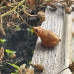 Amanda Salisbury - @salisburyzoo - Instagram
