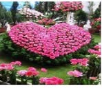 Amanda Salman - Facebook