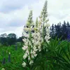 amandasalvatierr5 - @amandasalvatierr5 - TikTok