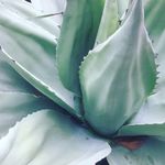 Amanda Sandor - @waxwingcreations - Instagram