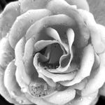 Amanda Sansom - @pxlrosephotography - Instagram