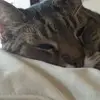 amandasapio - @amandasapio - TikTok