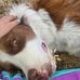 Amanda L. Sarrazin Hamm - Facebook