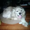 charlotte - @amandasarvis35 - TikTok