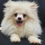 Amanda Satterfield - @amandasatterfield3pets - Instagram