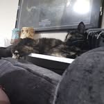 Amanda Saville - @crazycatladydn4 - Instagram