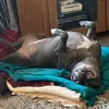 Mum’s account - @amandasaville78 - TikTok