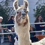 Amanda K Sawdon - @aksawdon - Instagram