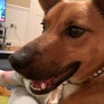 Amanda Scarff - @mand_and_prie - Instagram