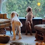 Amanda Hager Schaapveld - @amandahagerschaapveld - Instagram