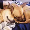 Amanda Schade - @thetailsofluna_and_lily - TikTok
