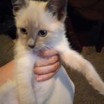 Amanda Schatz - @amanda.schatz.161 - Instagram