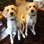Amanda Weber Scholz - @chickenterminator - Instagram