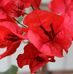 Amanda Selvidio Photography - Facebook
