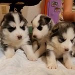 Amanda Shaheen - @valleyhuskies - Instagram