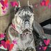 Amanda Kizziar-Shanklin - Facebook