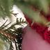 Amanda Shier - Facebook