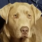 Amanda Shirkey - @amandashirkey8 - Instagram