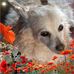 Amanda Shotton - Facebook