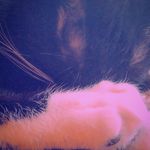 Amanda Shotts Vaughan - @avaughan76 - Instagram