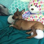 Amanda Shoup - @softball_amanda9 - Instagram