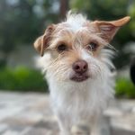 Amanda Nichole Showalter - @boopsandbeanspetsitting - Instagram