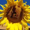 Amanda Elam Shriver - @amanda.elam.shriv - TikTok