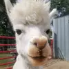 Amanda Shriver - @amanda.shriver - TikTok